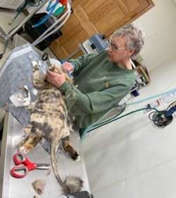 Spoon River Animal Clinic - Cat Shaving