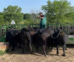 Spoon River Animal Clinic - Farm Calls