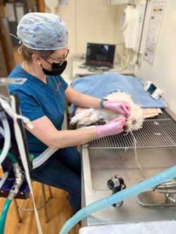Spoon River Animal Clinic - Dental Cleanings