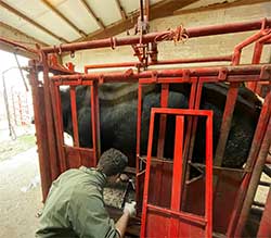 Spoon River Animal Clinic - Breeding & Reproduction