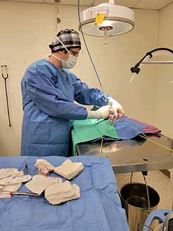 Spoon River Animal Clinic - General & Advanced Surgery