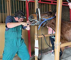 Spoon River Animal Clinic - Equine Wellness & Dental Care