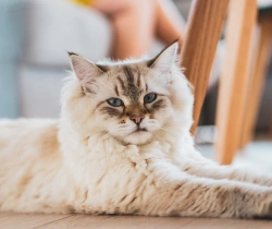 Spoon River Animal Clinic - Senior Pet Care