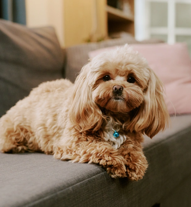 Brown furry dog sitting in a couch