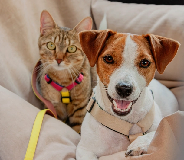 Happy brown and white dog and tabby cat wearing collars and harnesses, sitting together on a cozy couch.