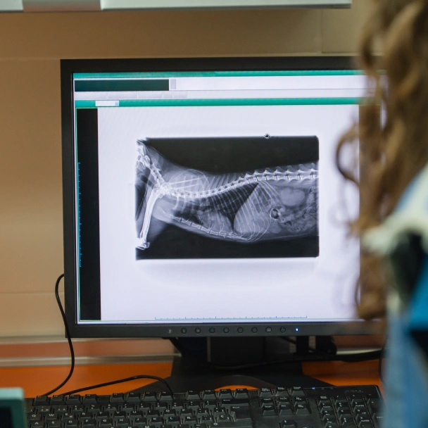 Veterinary X-ray displayed on a computer monitor during diagnostic imaging at an animal hospital.
