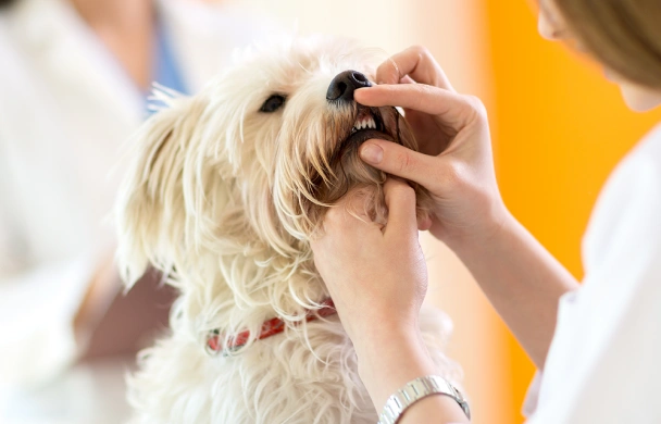 Veterinarian inspecting dog teeth