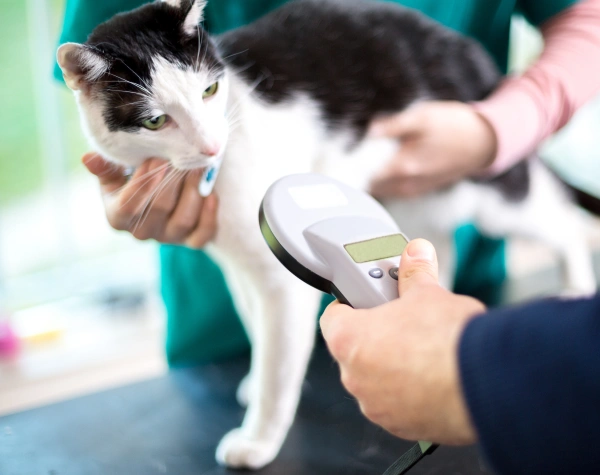 veterinary doctor examining a black and white furred cat