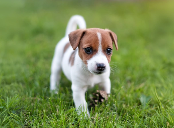 little puppy running on the grass
