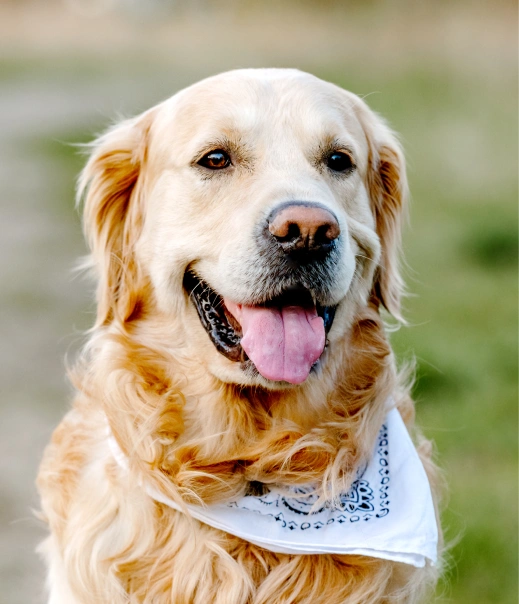 Close-up of a golden retriever wearing a white bandana, smiling with tongue out, against a blurred green outdoor background.