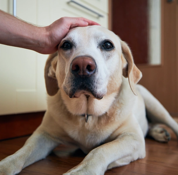 A person's hand gently petting a senior yellow Labrador lying on a wooden floor