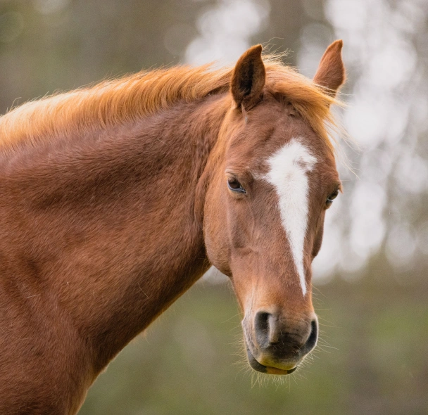 Close-up of a chestnut horse with a white blaze on its face, standing outdoors.