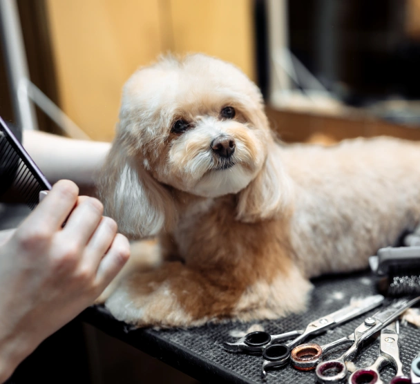 A groomer trimming a light-colored, curly-coated small dog on a grooming table with scissors and combs nearby.