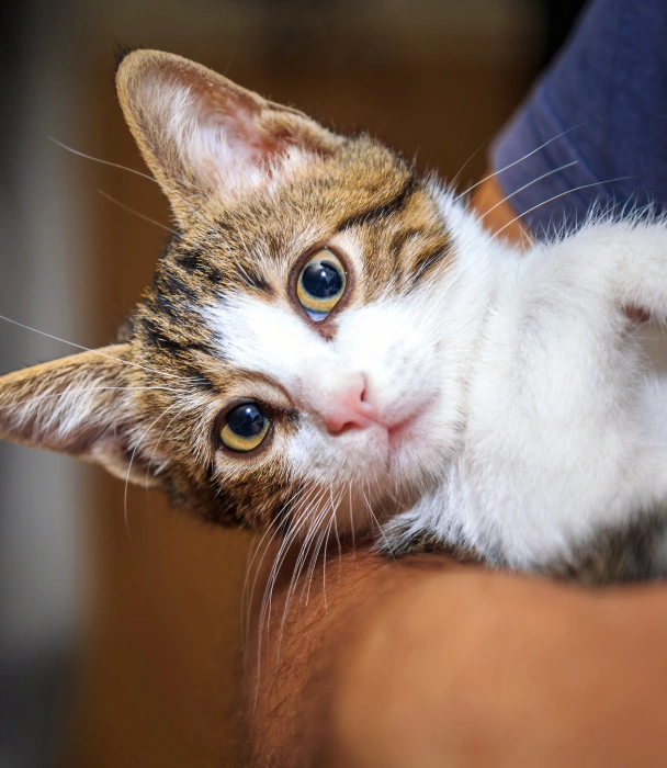 A tabby and white kitten lying on its back, looking up at the camera while being held.