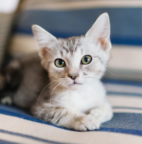 A gray and white tabby kitten with green eyes lying on a blue and white striped couch, paws tucked under its chin, looking directly at the camera.