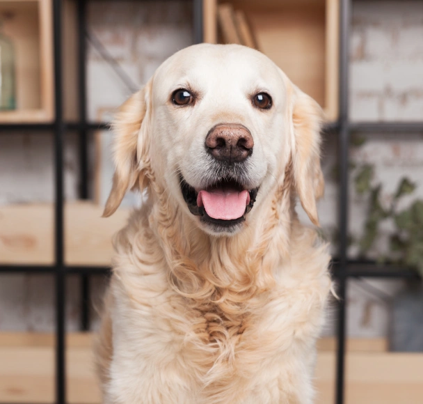 A golden retriever with mouth open, looking at the camera indoors near wooden shelving.