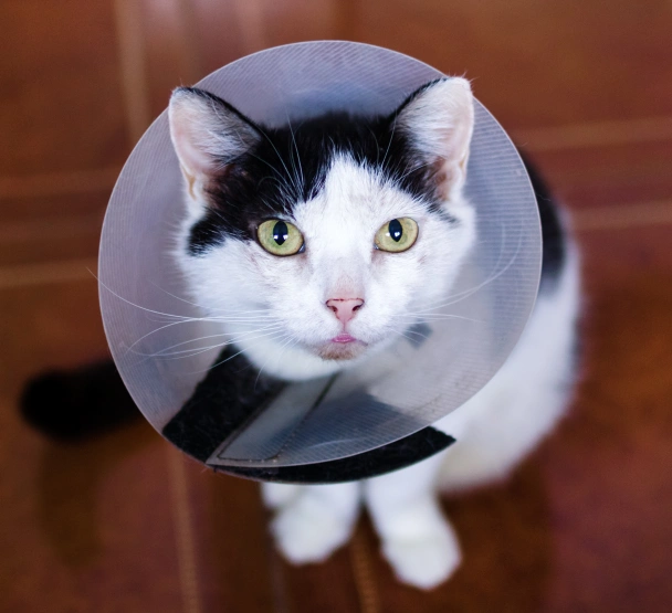 Black and white cat wearing a protective recovery cone and looking up at the camera after surgery.