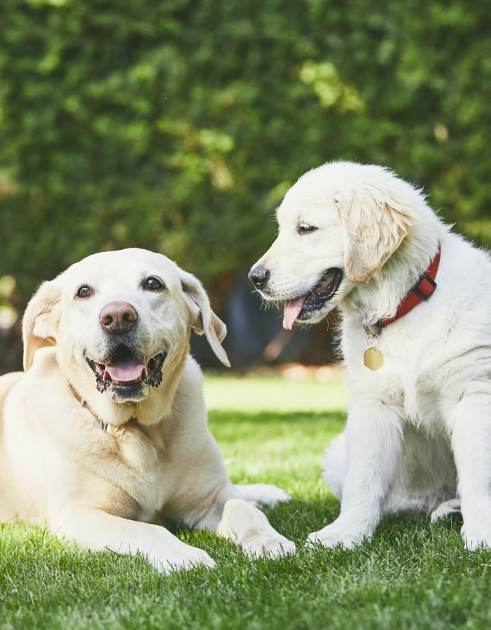 Two golden retrievers, an adult lying down and a puppy wearing a red collar sitting beside it, together on green grass with trees in the background.