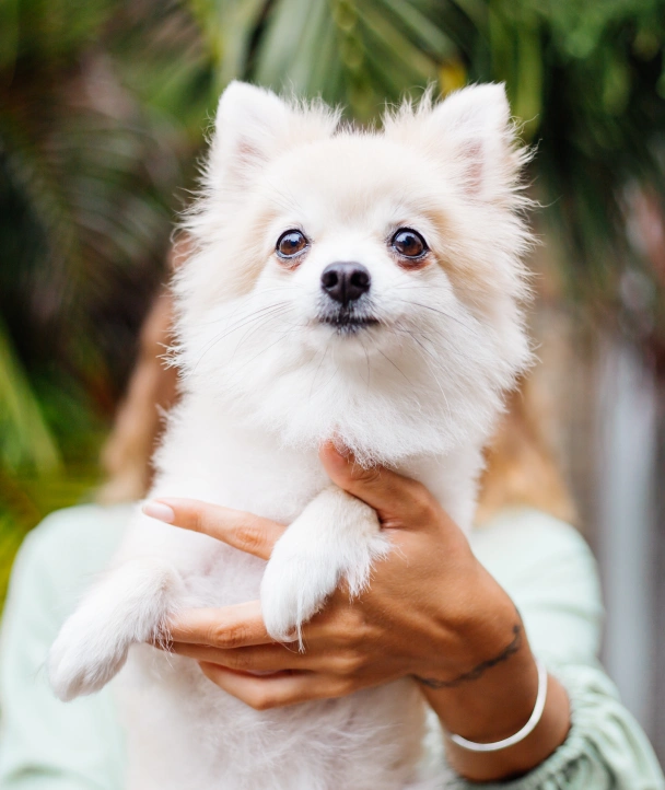 Small fluffy white dog being gently held outdoors while looking directly at the camera.