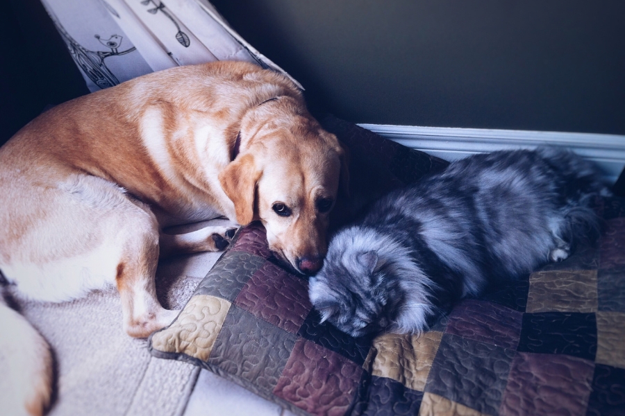 pet-condition-worsening-at-home