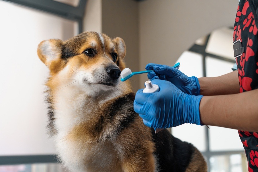pet-dental-health-matters