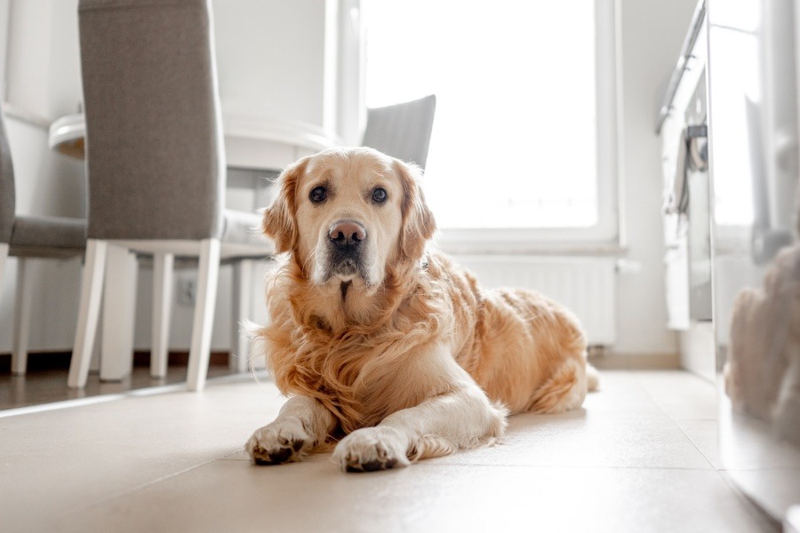 senior-pet-care-changes-to-watch