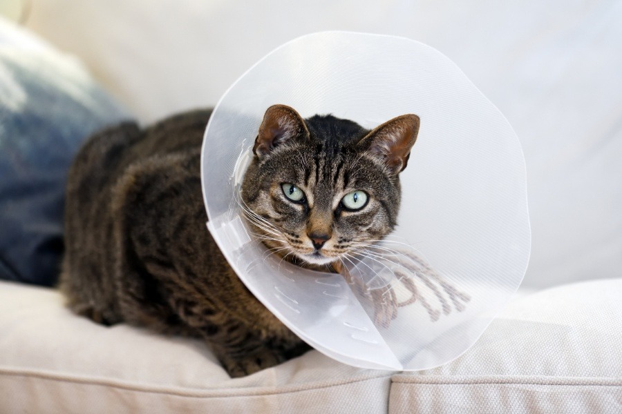 veterinary-surgery-pet-owners-guide