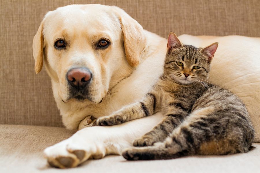 veterinary-care
